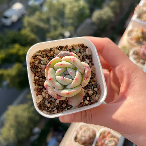 Echeveria 'Monroe', 3pcs x 1-head