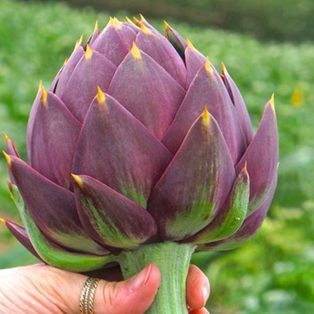 Artichoke, Purple