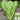 Dwarf Sweet Spring Choi Seeds, 20g