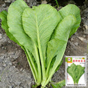 Dwarf Sweet Spring Choi Seeds, 20g