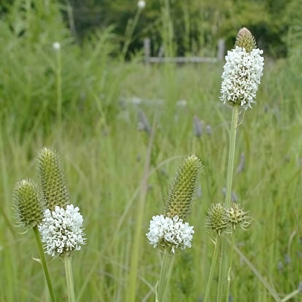 White Prairie Clover, 10 Seeds
