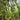 742 Mexico Green Cherry Tomato, 5 Seeds