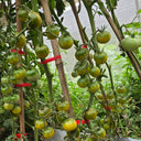 742 Mexico Green Cherry Tomato, 5 Seeds