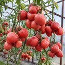 109 Yasha Yugoslavian Tomato, 5 Seeds
