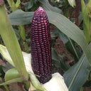'Yu Heitian Nuo 950' Black Corn Seeds, 100g