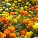 African Marigold (Tagetes erecta) Seeds, 500 Seeds