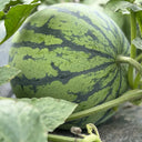 Meijia 84-24 Hybrid Watermelon, 30 Seeds