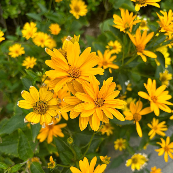 Heliopsis helianthoides Seeds, 100 Seeds