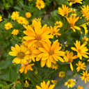 Heliopsis helianthoides Seeds, 100 Seeds