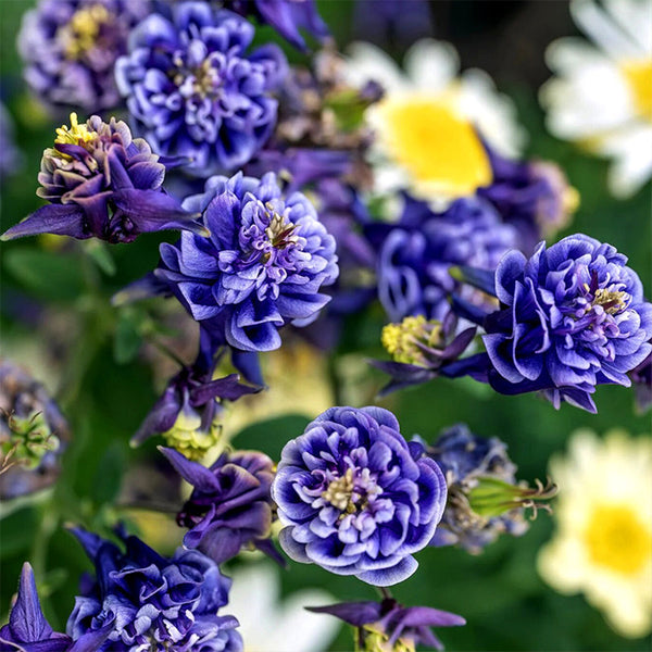 Hezhichun Aquilegia 'Crown Jewels Mixed' Seeds, 1g