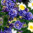 Hezhichun Aquilegia 'Crown Jewels Mixed' Seeds, 1g