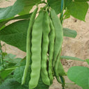 Green Dragon Snap Bean Seeds, 5 × 10g Bags