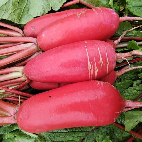 'Qishan Laobukang No.2' Water Radish Seeds, 20g