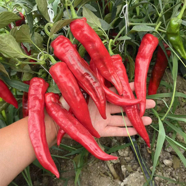 Hongyun No.1 Sweet Pepper F1, 100 Seeds
