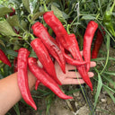 Hongyun No.1 Sweet Pepper F1, 100 Seeds
