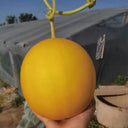 Hongyu Muskmelon Seeds, 100 Seeds