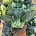 'Suzhou Green' Black-leaf Dwarf Bok Choy Seeds, 5g
