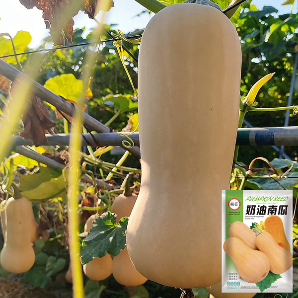 Creamy Pumpkin, 10 Seeds