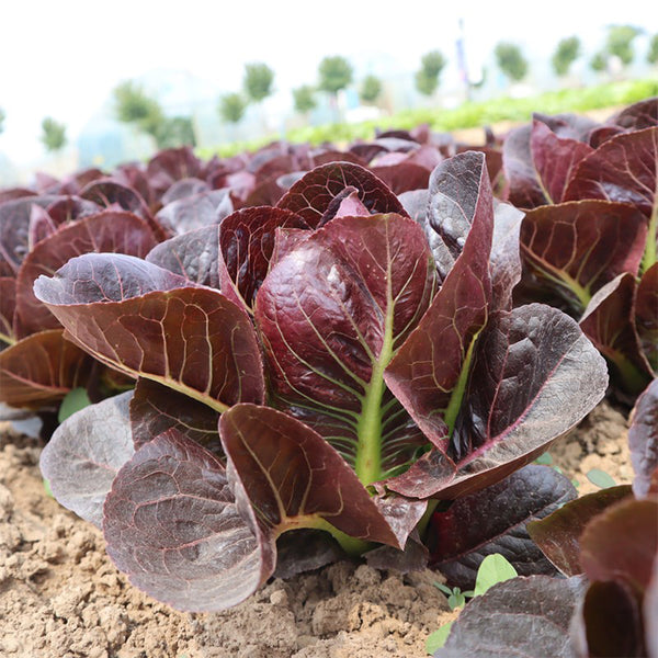 Purple Roman Lettuce Seeds, 10g