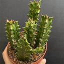 Euphorbia trigona 'Variegata', 7-8cm