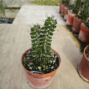 Alluaudia montagnacii, 7-8cm