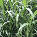 Sudangrass Seeds, 20 Grams ≈ 1300 ~ 1500 Seeds