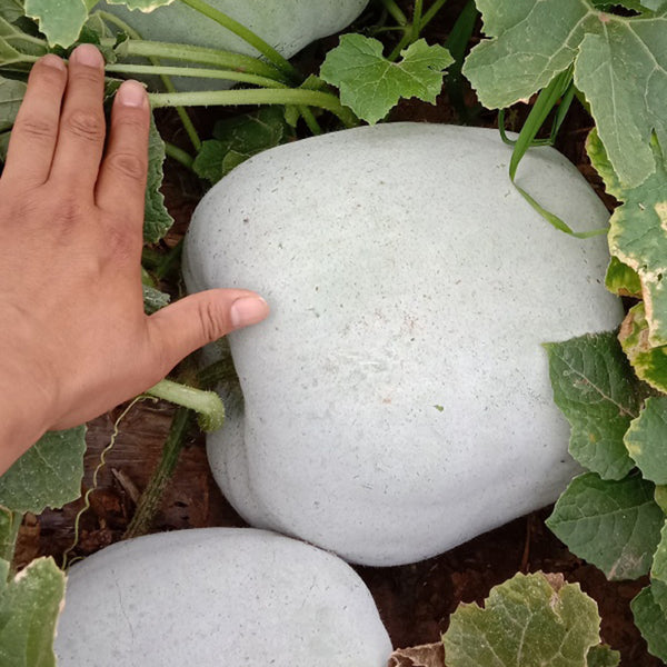 Beijing Chuanling No. 8 Wax Gourd Seeds, 10g