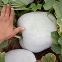 Beijing Chuanling No. 8 Wax Gourd Seeds, 10g