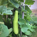 'Zhepu No.6' Bottle Gourd Seeds, 10g