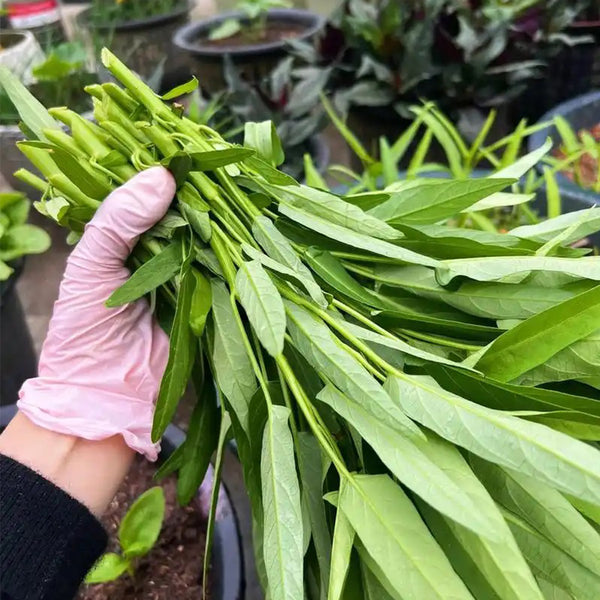 Three-Forked Water Spinach Seeds, 10g
