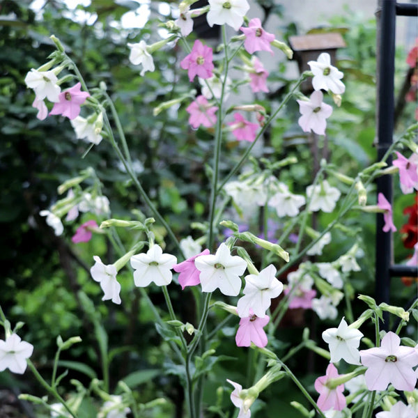 Flowering Tobacco Seeds (Nicotiana alata), 5000 Seeds