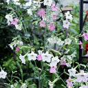 Flowering Tobacco Seeds (Nicotiana alata), 5000 Seeds