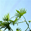 Red Maple Leaf Cypress Vine, 5 Seeds
