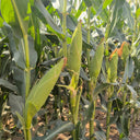 'Huanai 106' Color Sweet Waxy Corn Seeds, 200g