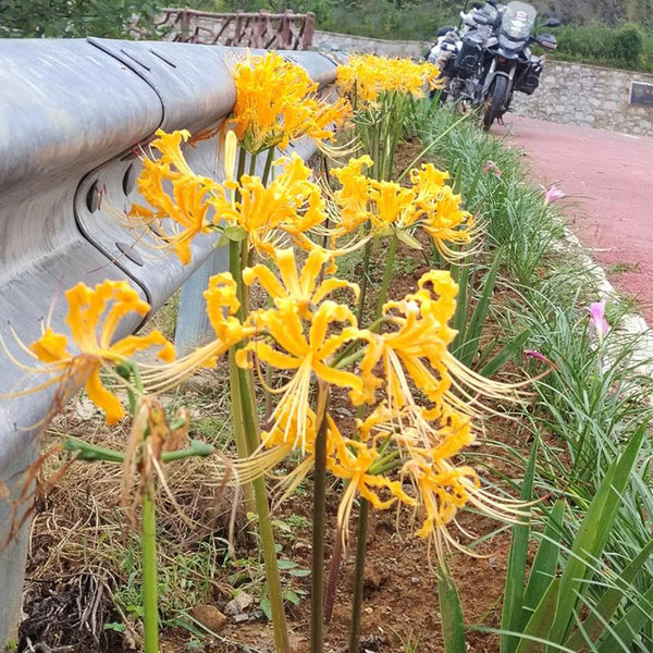 Yellow Spider Lily, 3 Bulbs