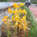 Yellow Spider Lily, 3 Bulbs