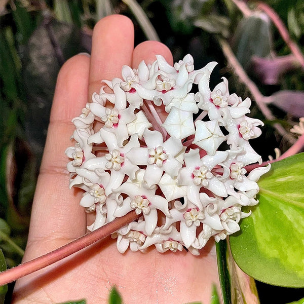 Hoya australis, 5 Cuttings