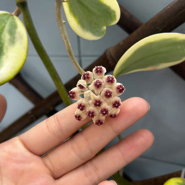 Hoya kerrii 'Albomarginata', 3 Cuttings