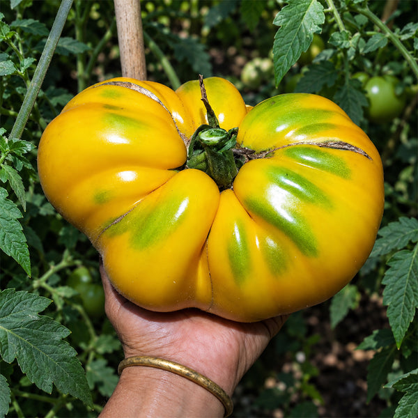 422 Tsarevich Tomato, 5 Seeds