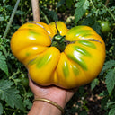 422 Tsarevich Tomato, 5 Seeds
