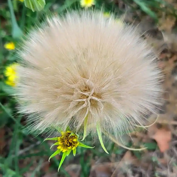 Giant Dandelion (Tragopogon orientalis), 10 Seeds