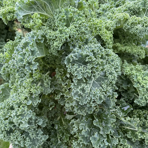 Curly kale Seeds, 10g