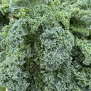 Curly kale Seeds, 10g