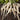 Parsnip, 200 Seeds