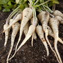 Parsnip, 200 Seeds