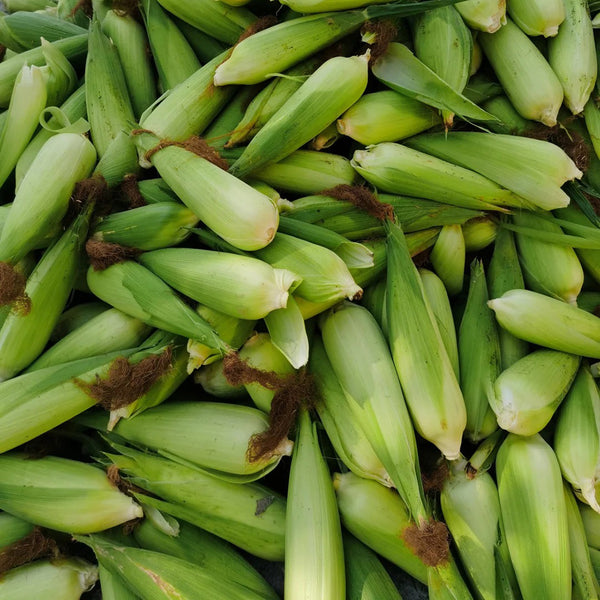 'Etianyu No.3' Corn Seeds