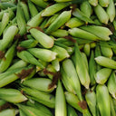 'Etianyu No.3' Corn Seeds