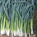 Leek Seeds, 2000 Seeds