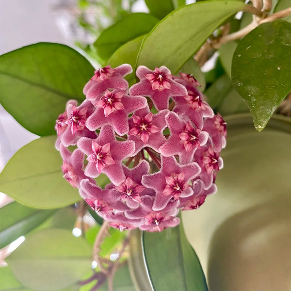 Hoya pubicalyx 'Pink Silver', 5 Cuttings