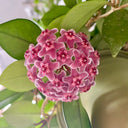 Hoya pubicalyx 'Pink Silver', 5 Cuttings